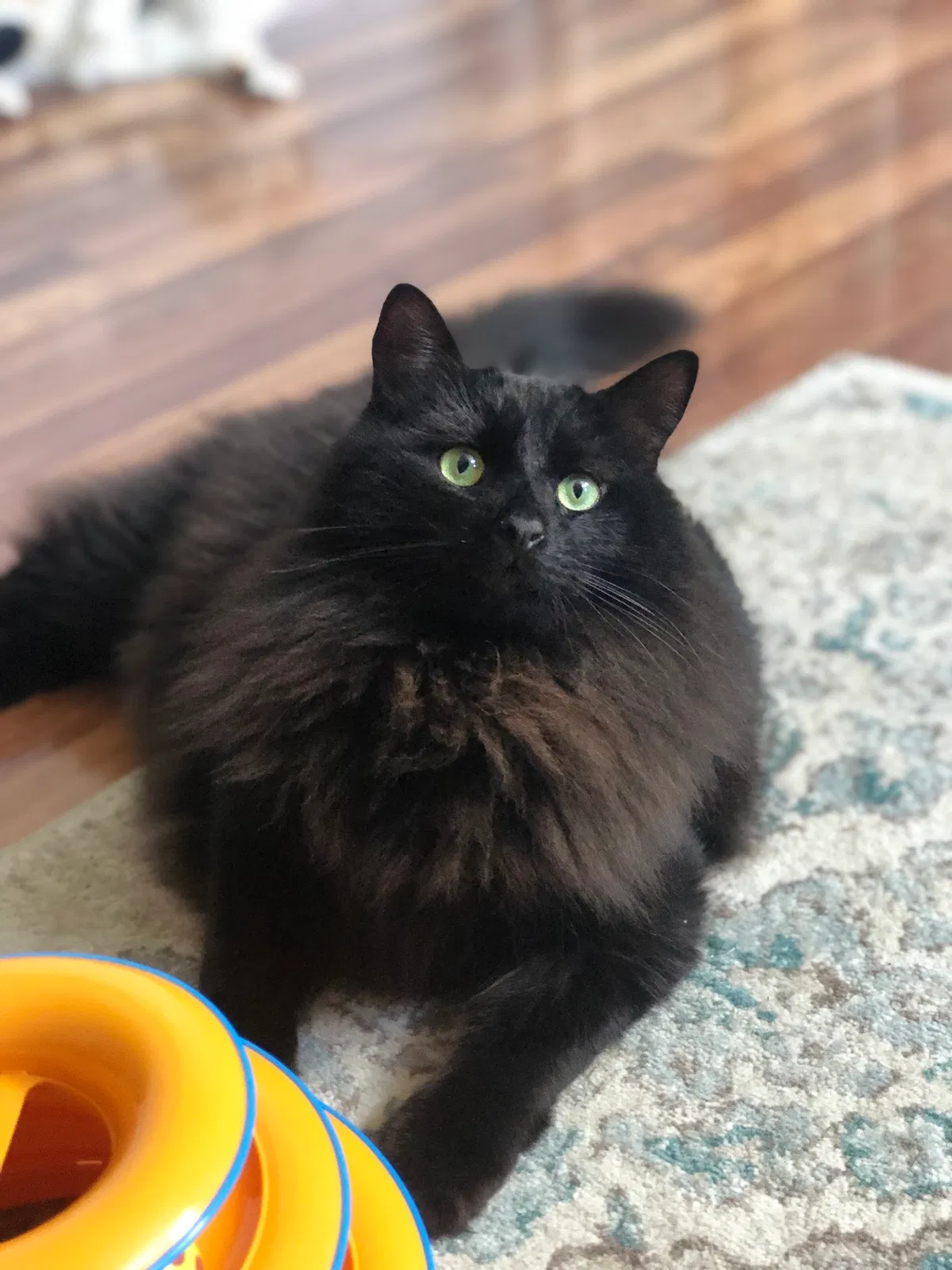 Lost cat in Lexington, KY, 40509