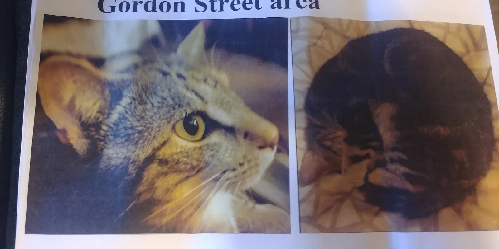 Lost cat in Irwin, PA, 15642
