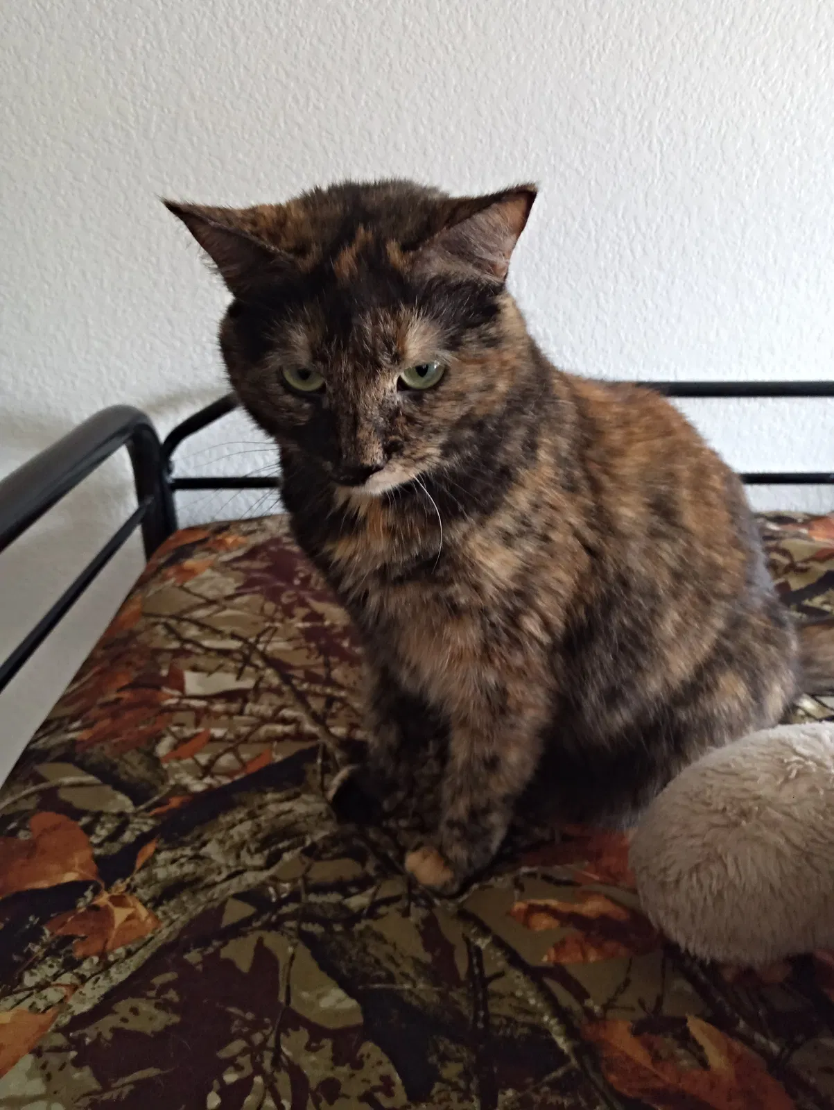 Lost cat in Mesa, AZ, 85204