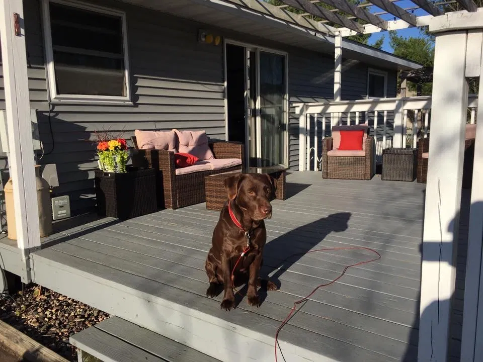 Lost dog in Chippewa Falls, WI, 54729