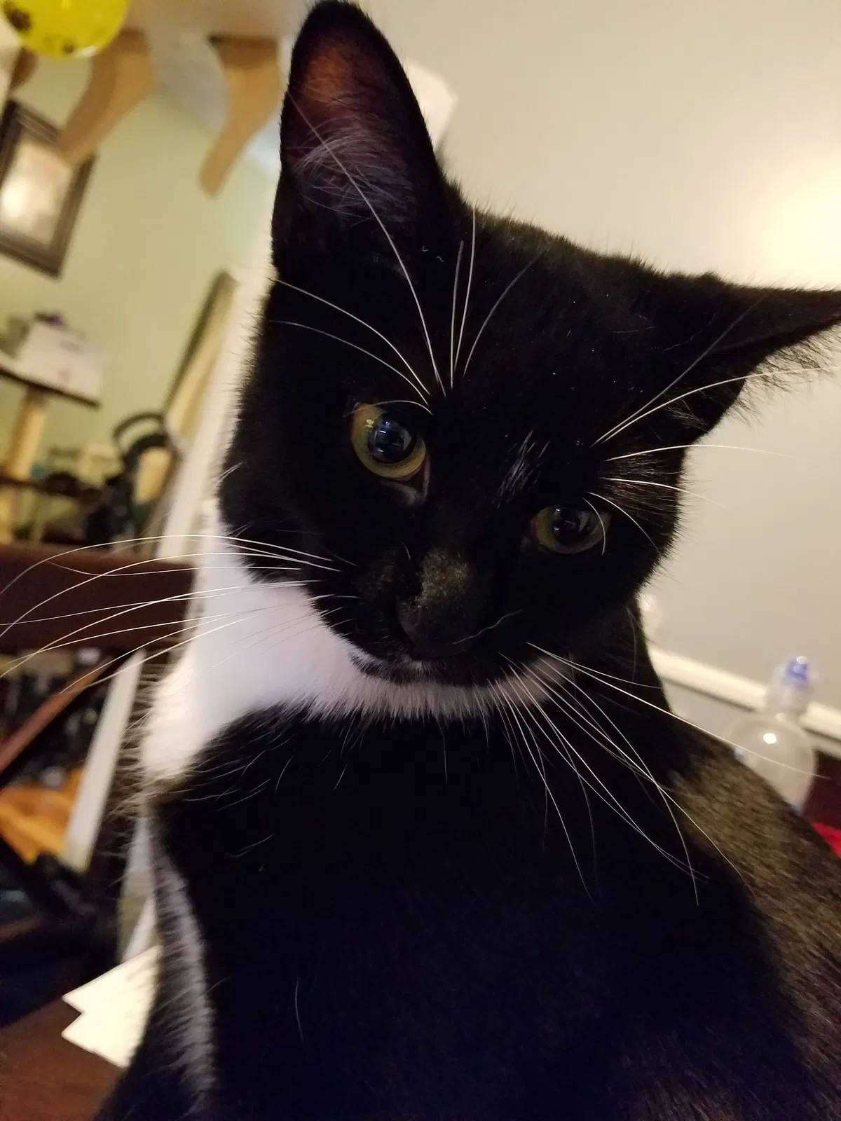 Lost cat in Mount Sterling, KY, 40353