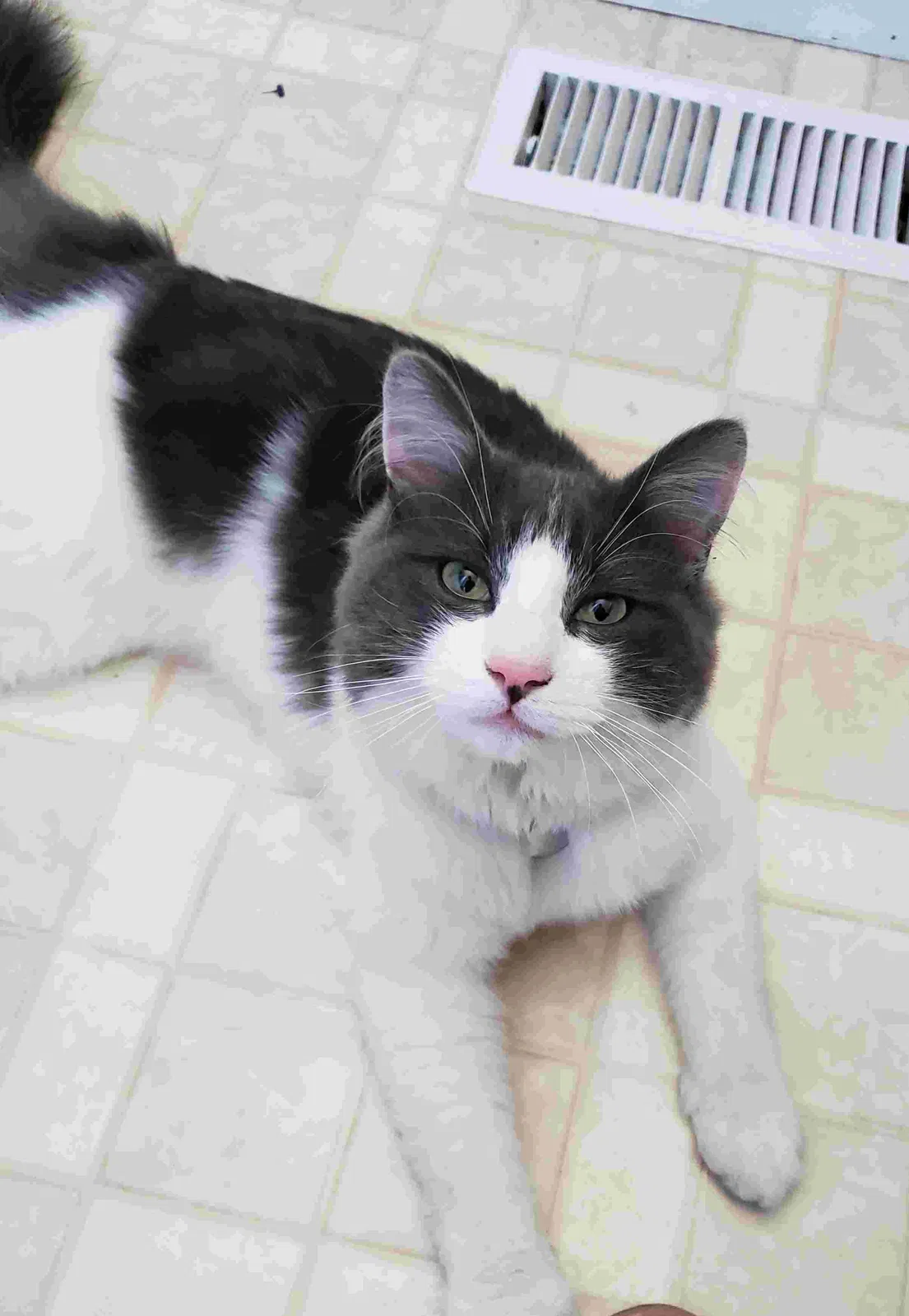 Lost cat in Oregon City, OR, 97045
