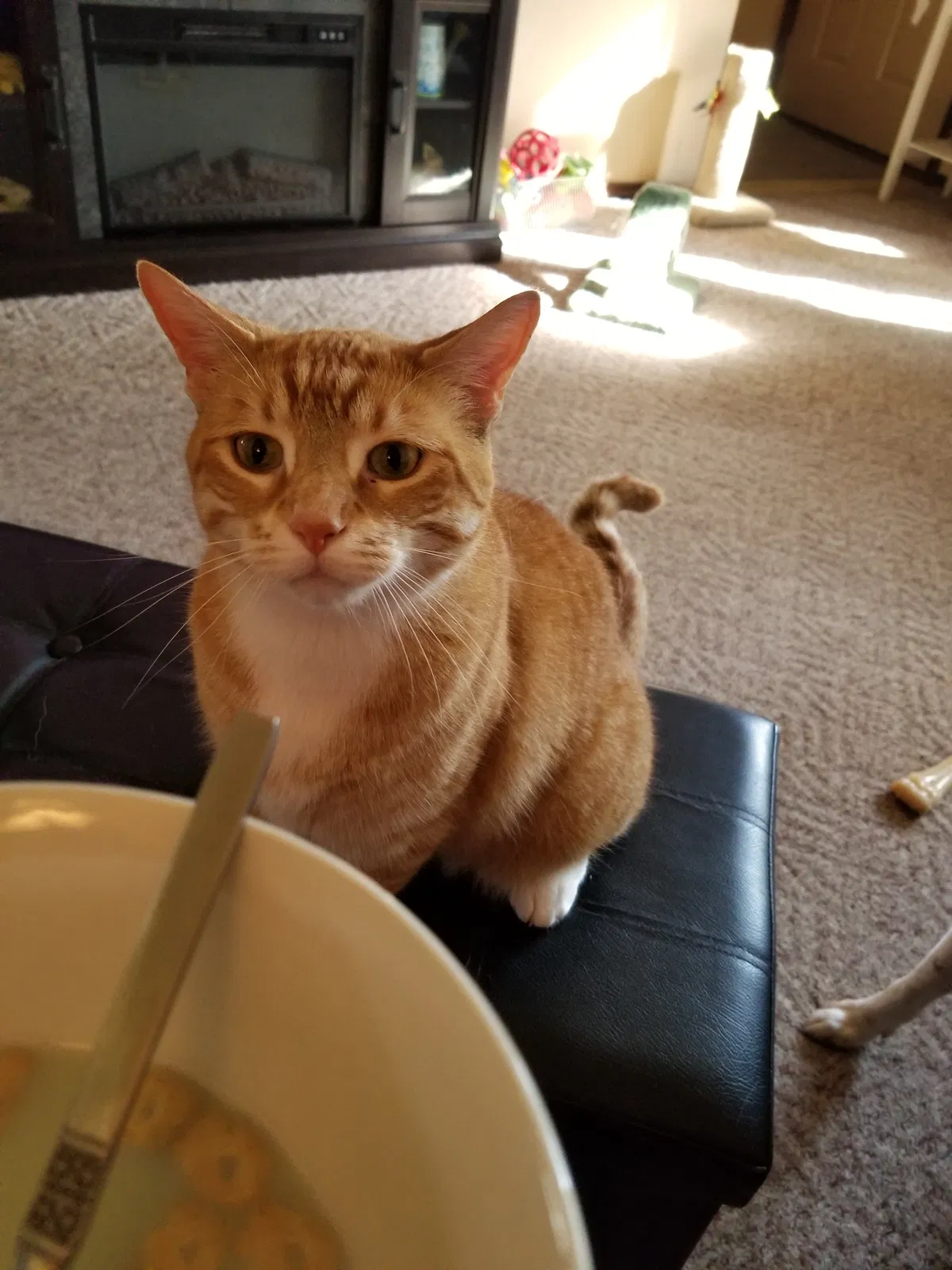 Lost cat in Green Bay, WI, 54303
