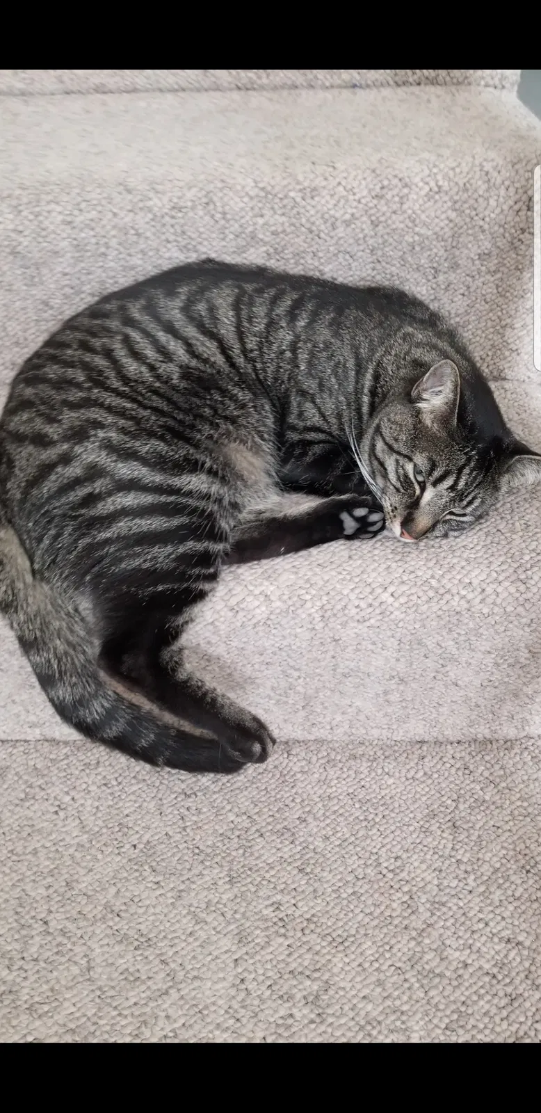 Lost cat in Yorba Linda, CA, 92886