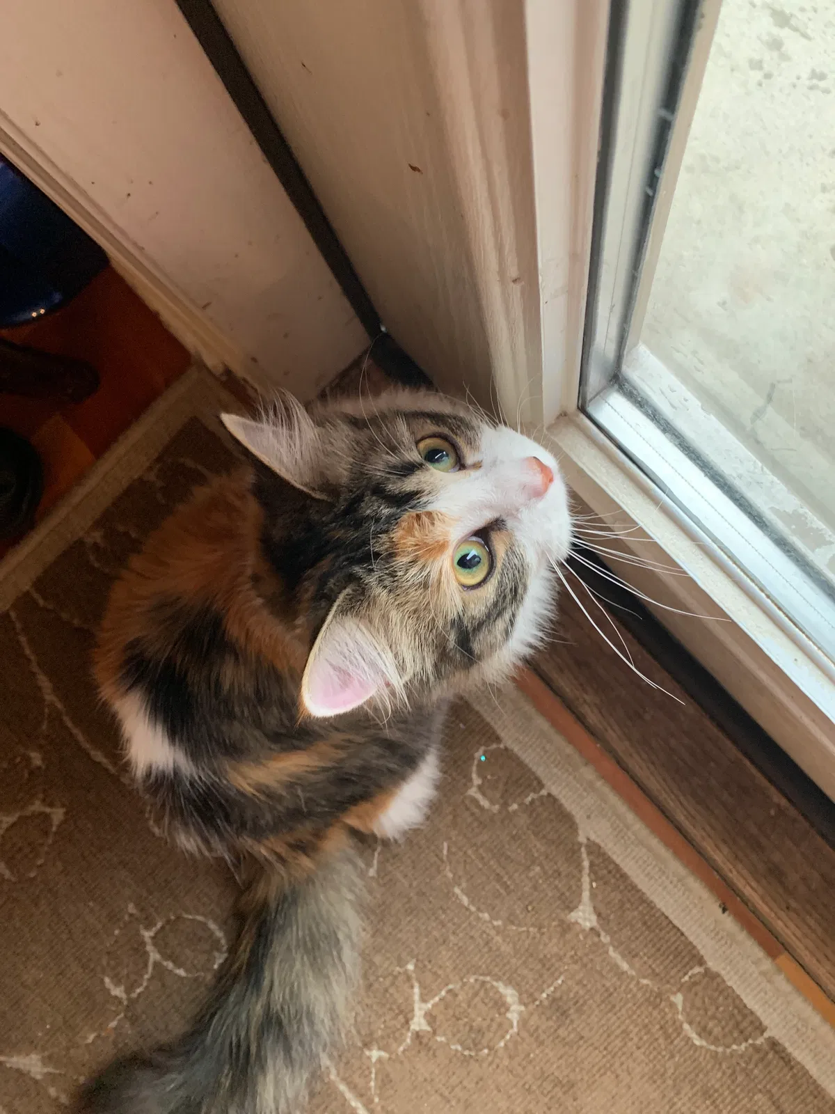 Lost cat in Tucson, AZ, 85746