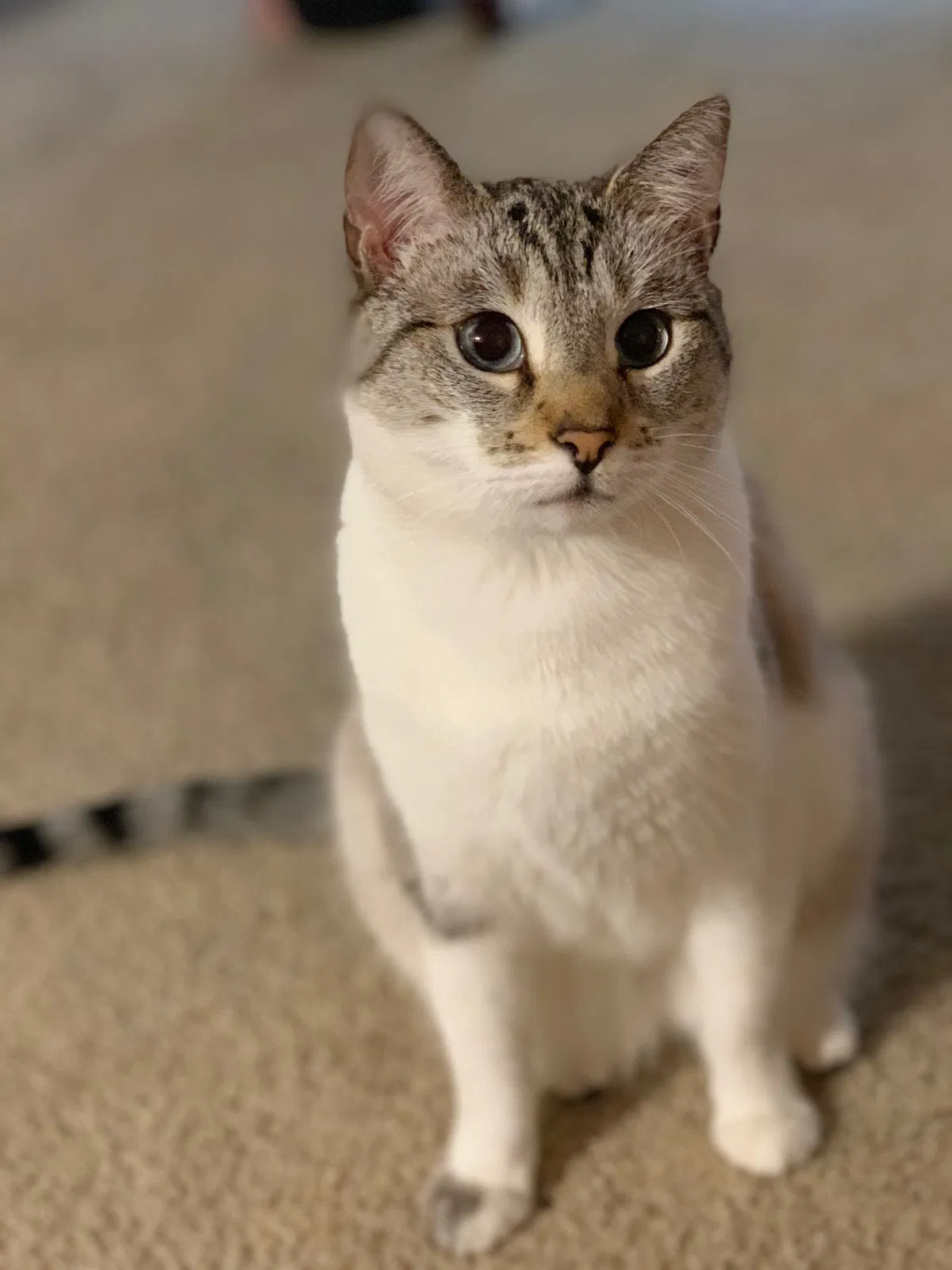 Lost cat in Sacramento, CA, 95833