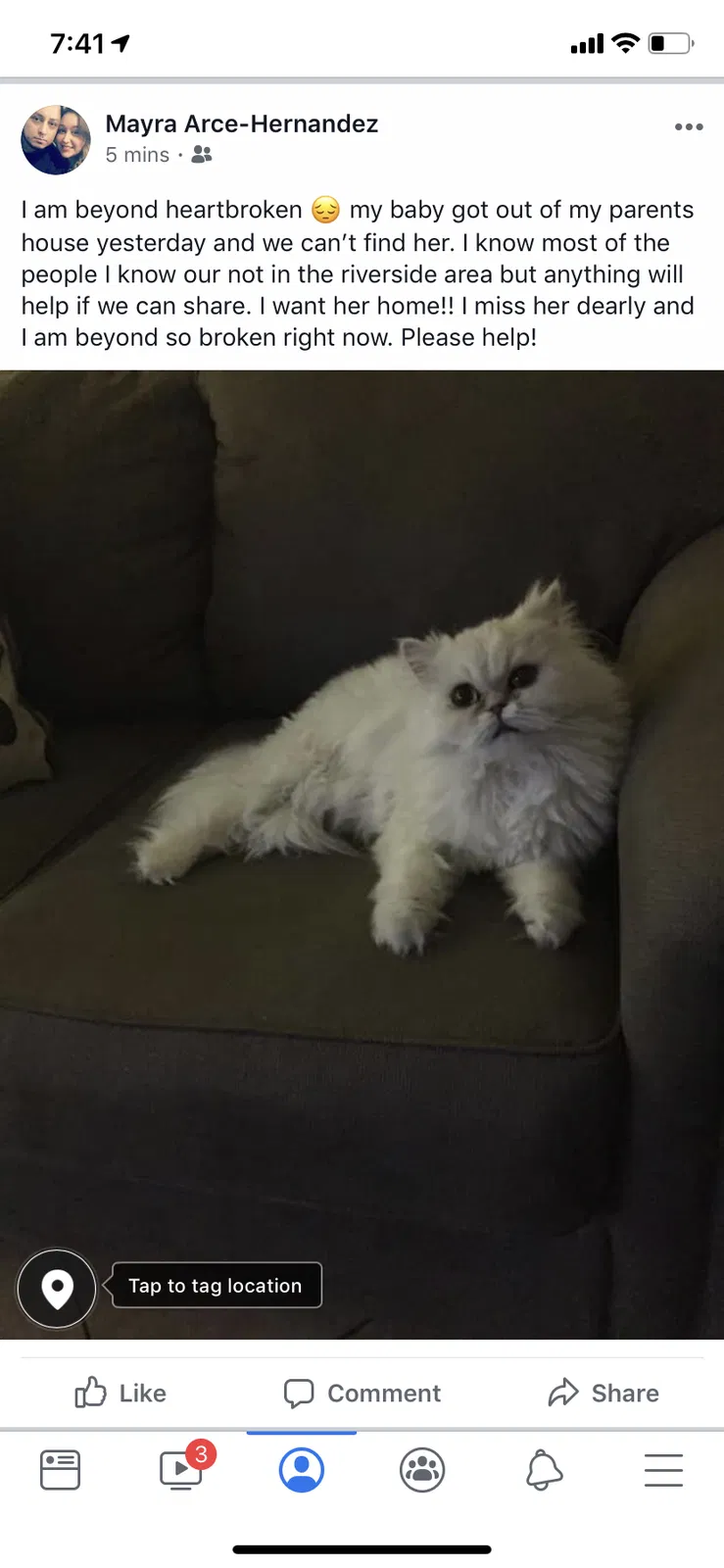 Lost cat in Riverside, CA, 92505