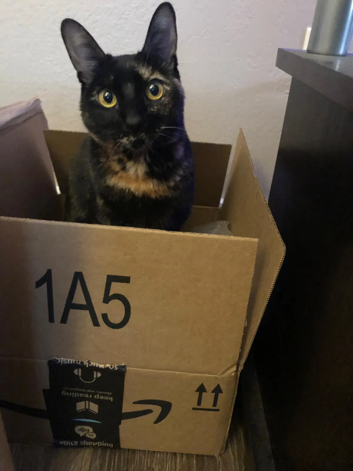 Lost cat in Bellevue, WA, 98006
