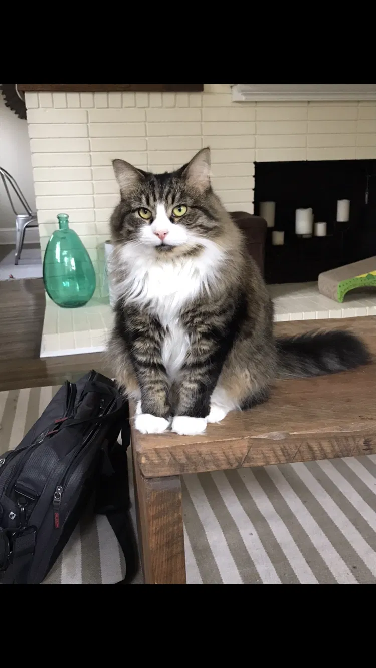 Lost cat in Charlotte, NC, 28205
