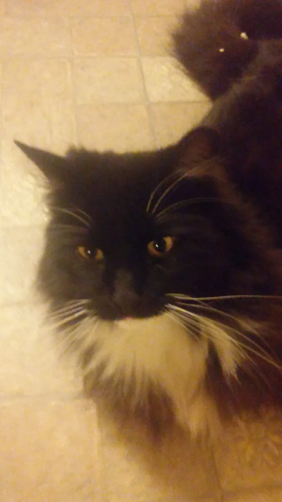 Lost cat in Longview, TX, 75605