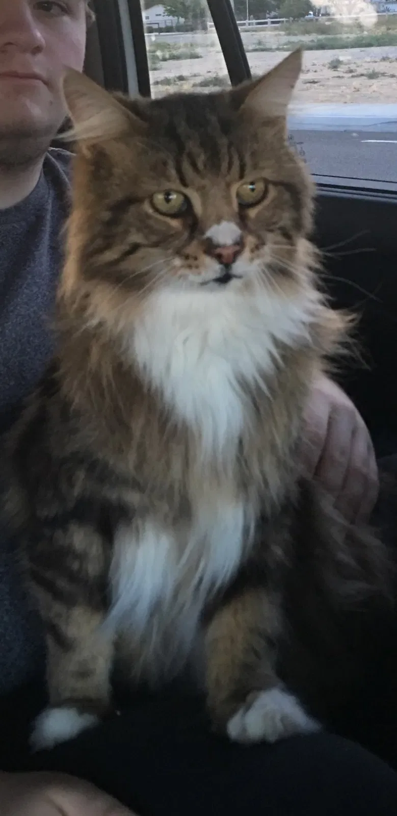 Lost cat in Apple Valley, CA, 92307