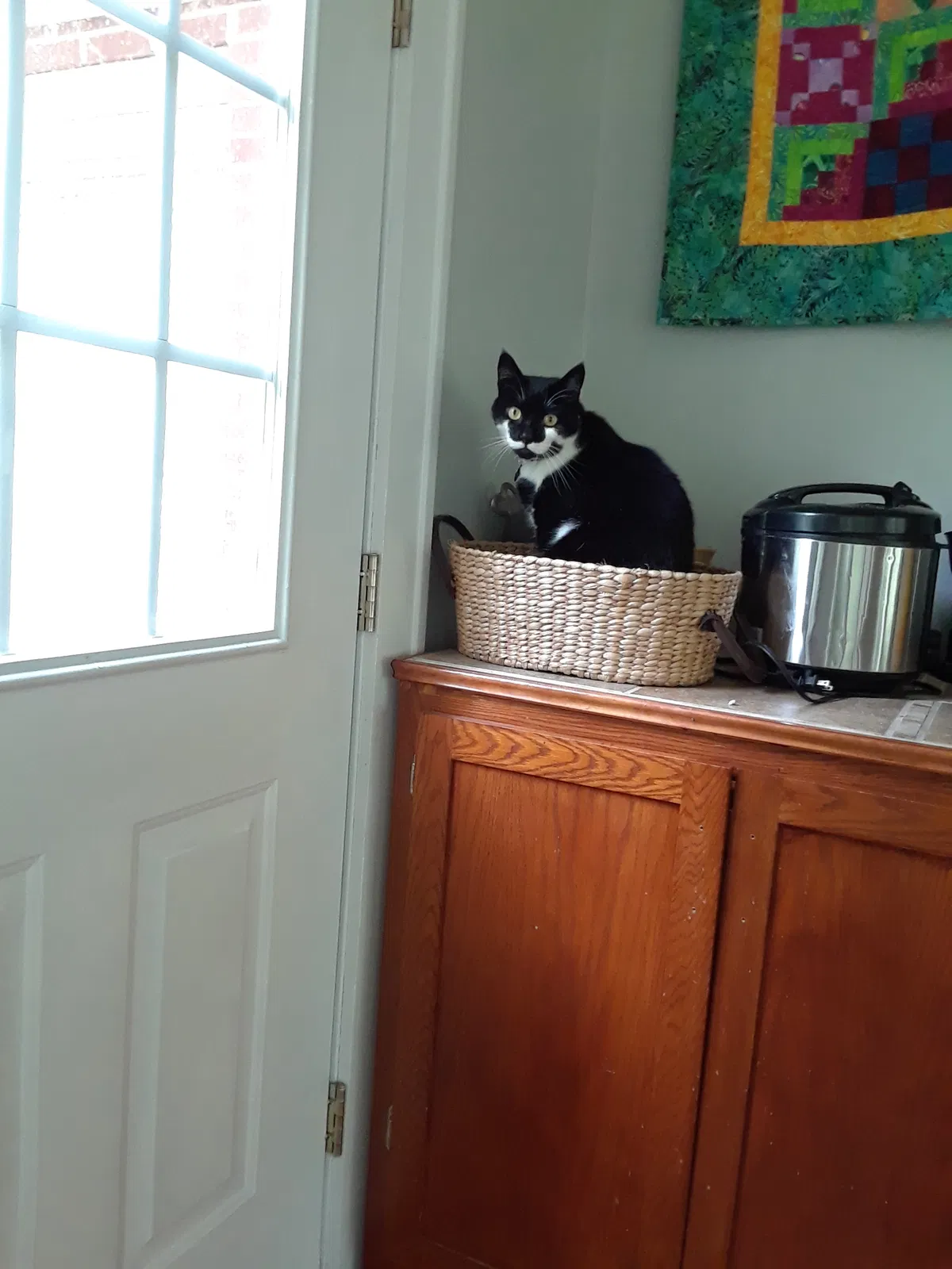 Lost cat in Sanford, NC, 27330