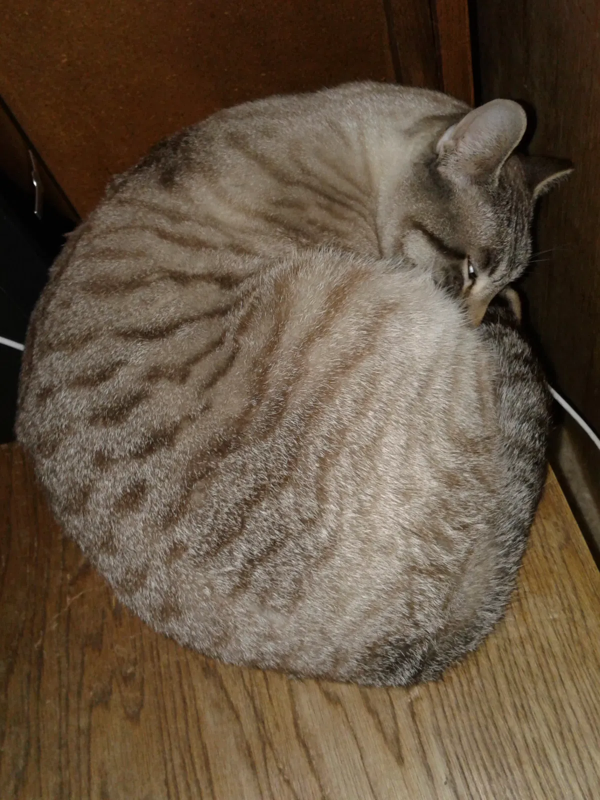 Lost cat in Fort Worth, TX, 76133