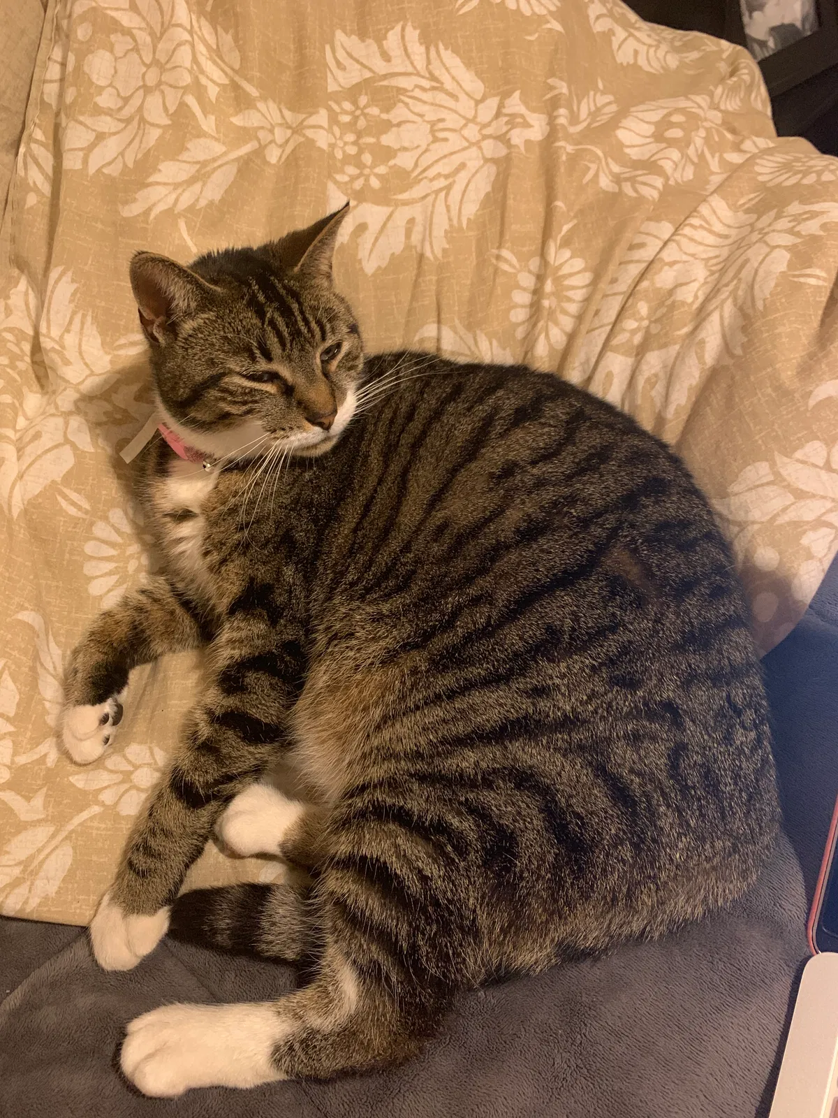 Lost cat in Plainfield, IN, 46168