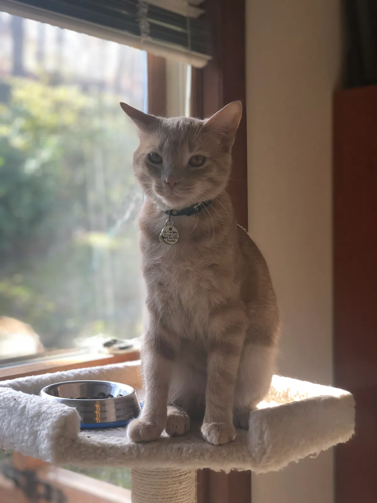 Lost cat in Mooresville, NC, 28115