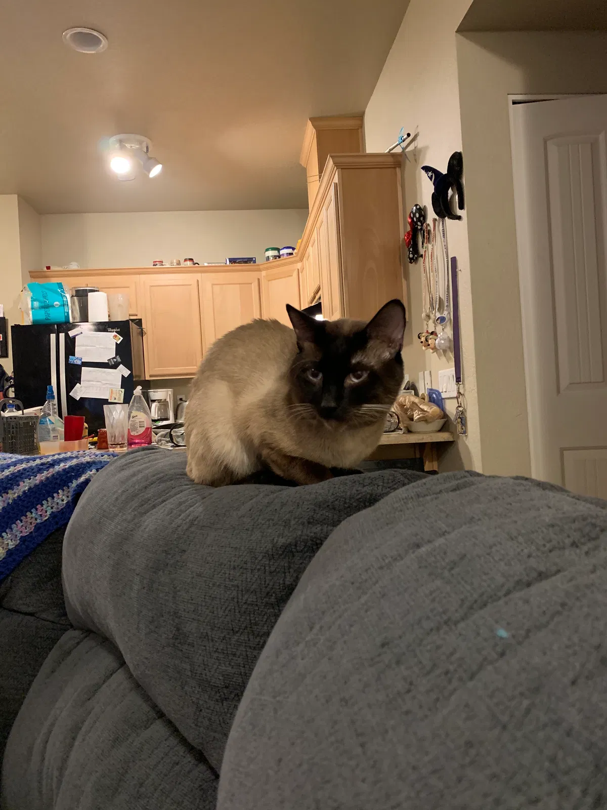Lost cat in Medford, OR, 97501