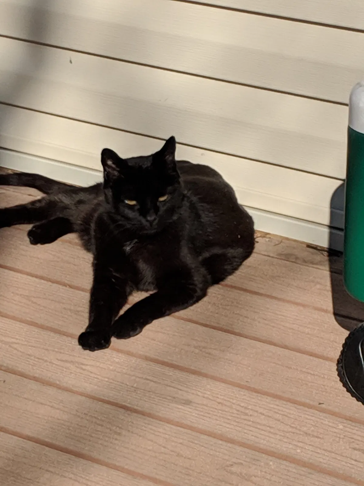 Lost cat in Downingtown, PA, 19335