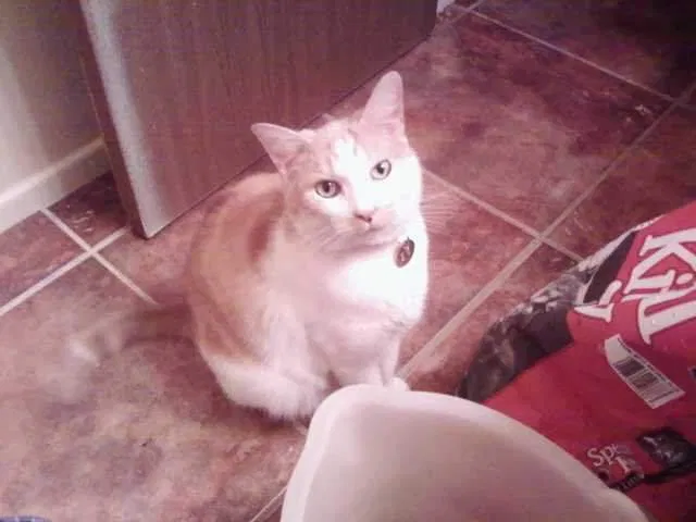 Lost cat in Mesa, AZ, 85207