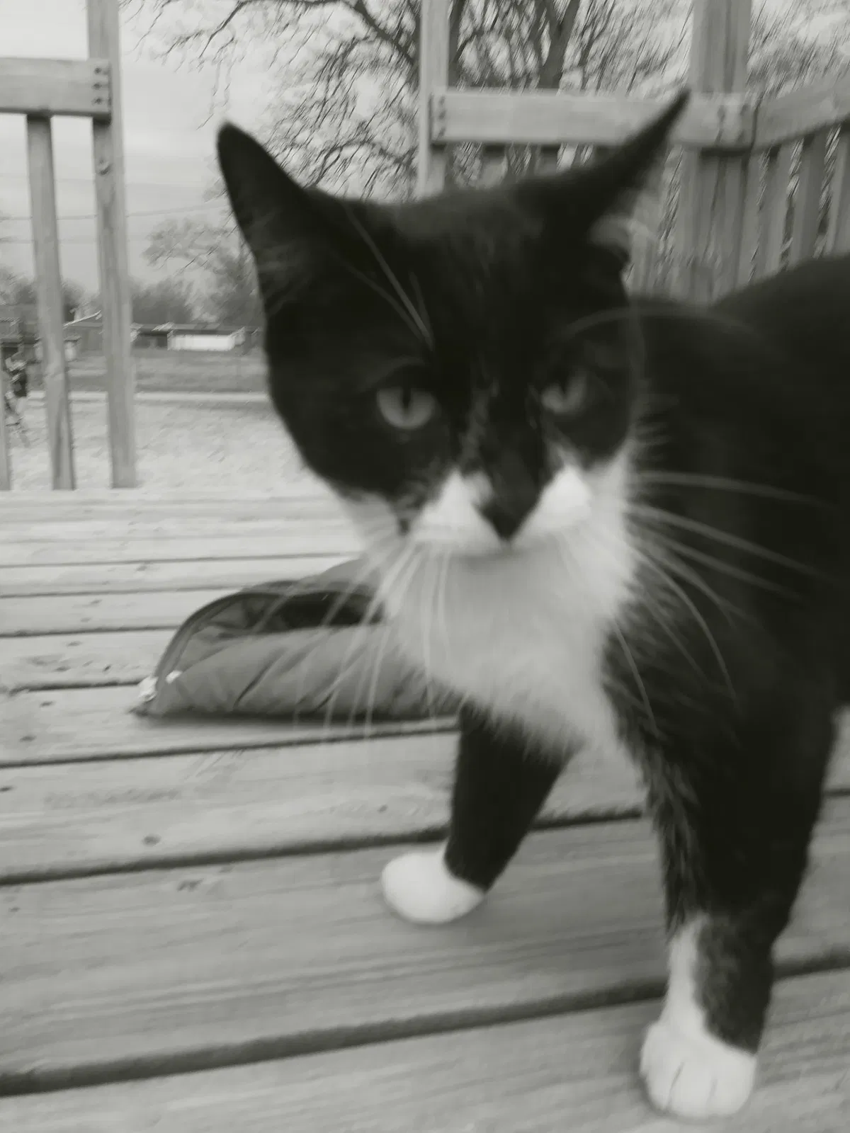 Lost cat in Lima, OH, 45805