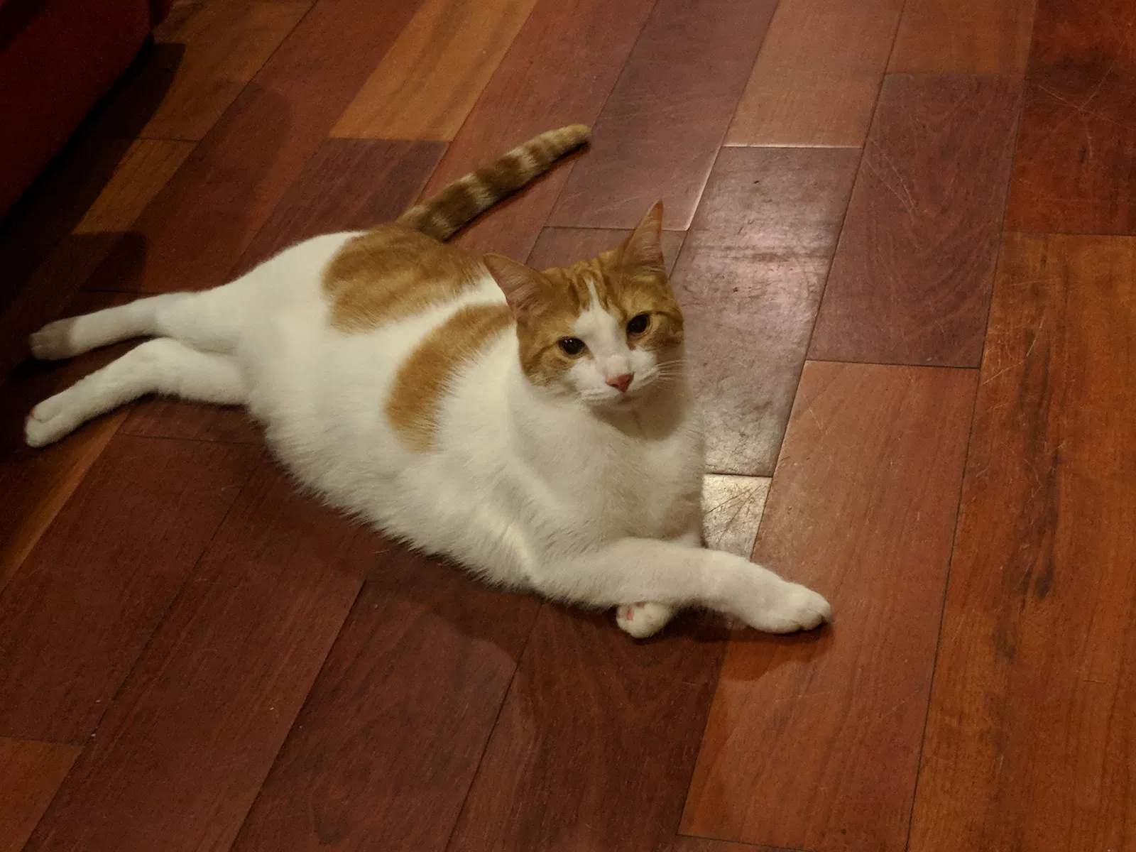 Lost cat in Philadelphia, PA, 19143