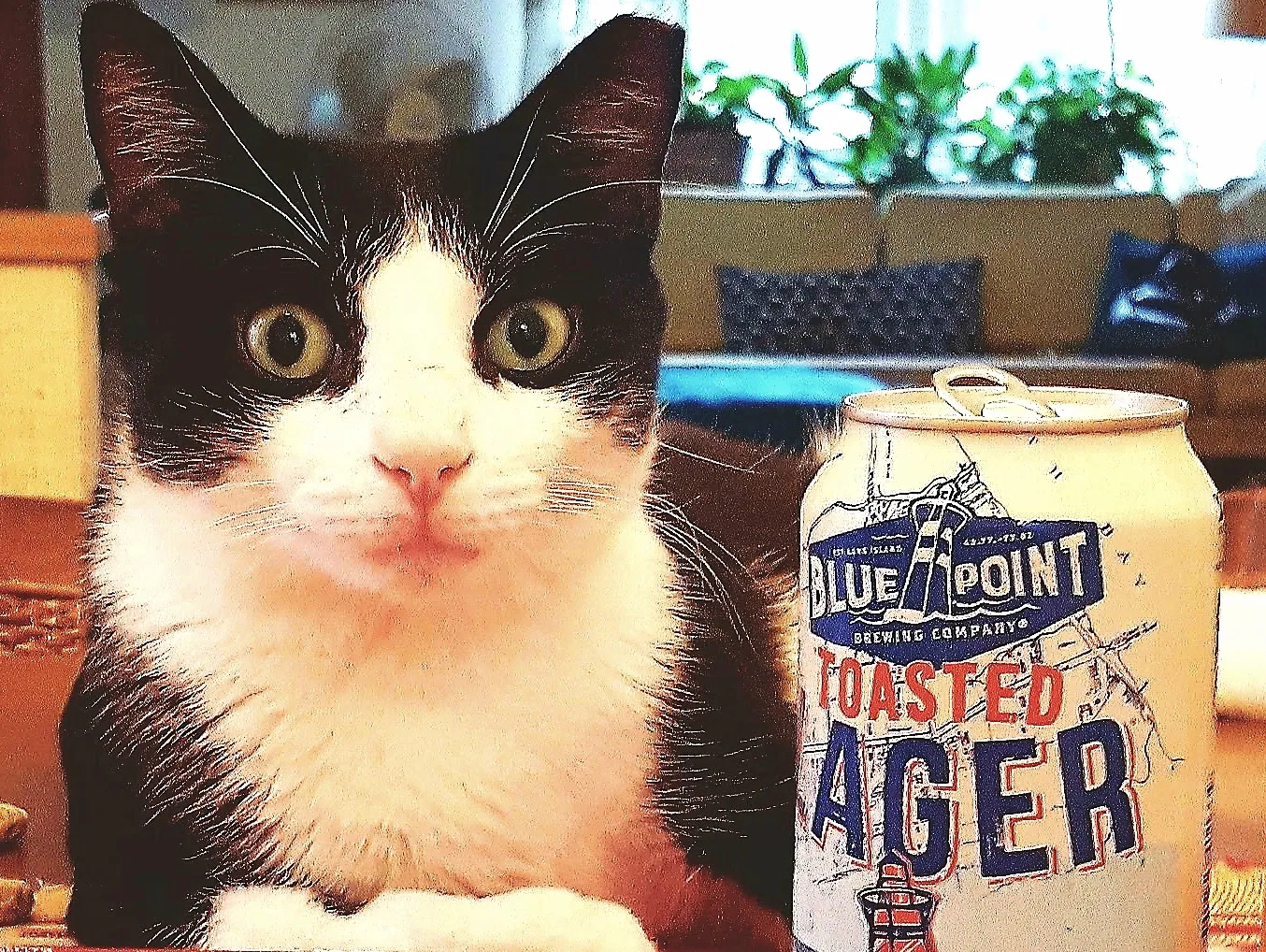 Lost cat in Flushing, NY, 11358