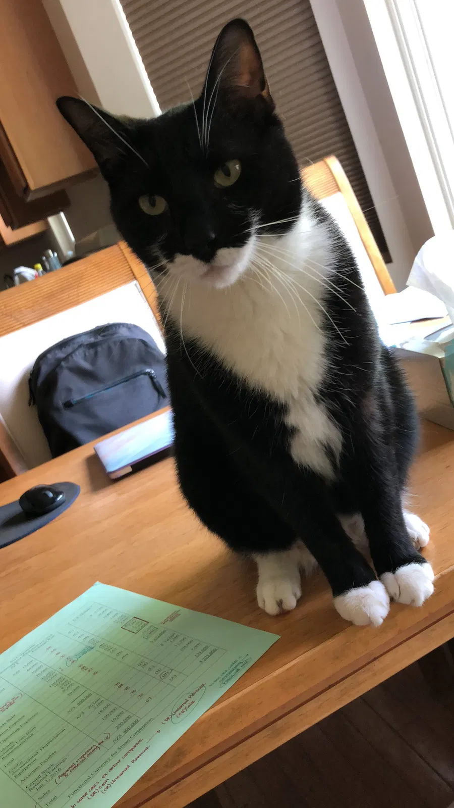 Lost cat in Englishtown, NJ, 7726