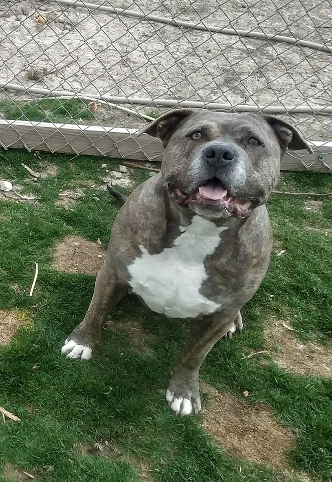 Lost dog in Grand Junction, CO, 81504