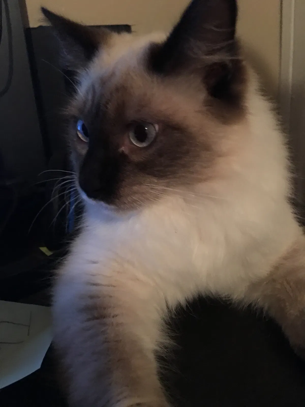 Lost cat in Sun City, CA, 92587