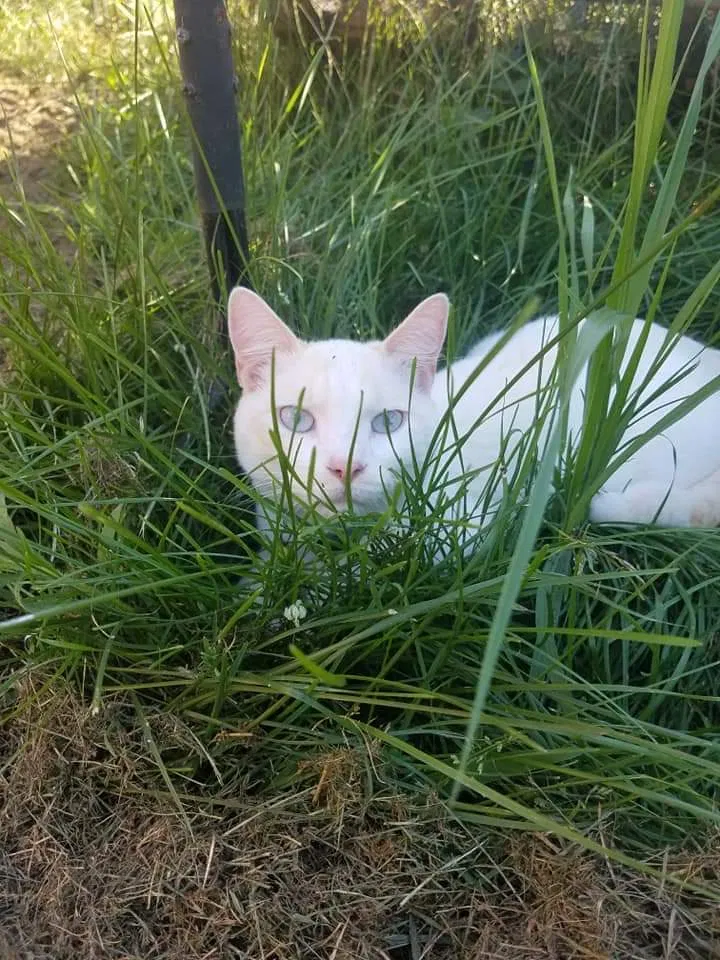 Lost cat in Eau Claire, WI, 54703