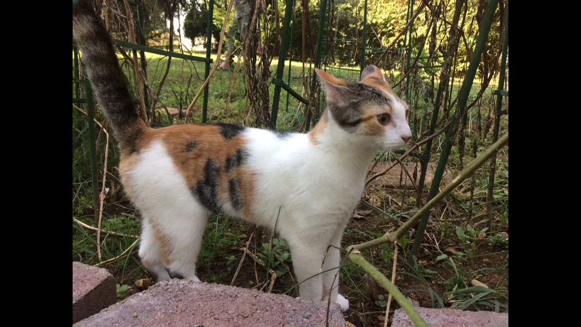 Lost cat in Knoxville, TN, 37932