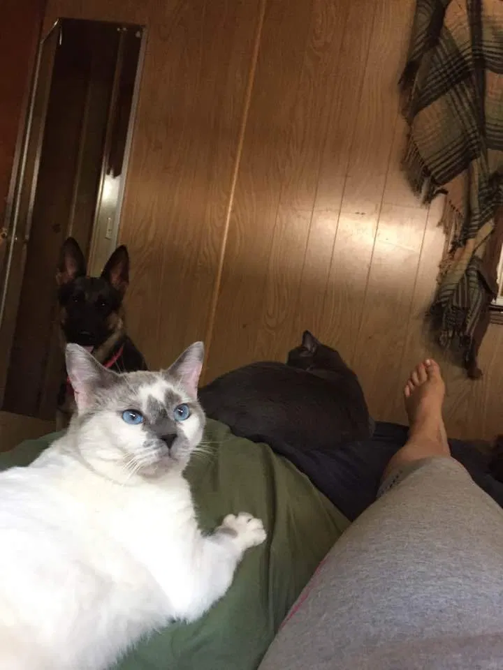 Lost cat in Chico, CA, 95926