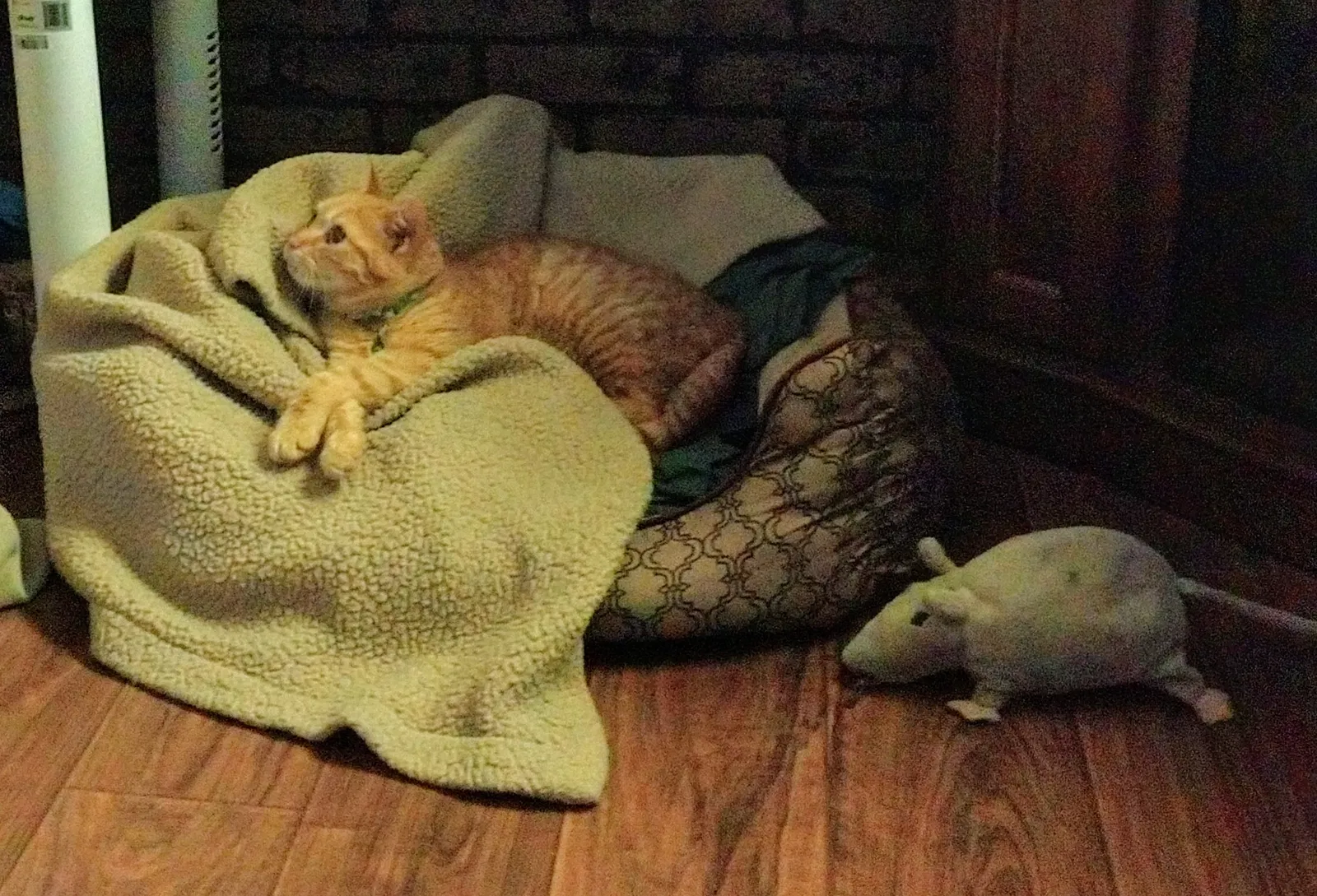 Lost cat in Anderson, IN, 46017