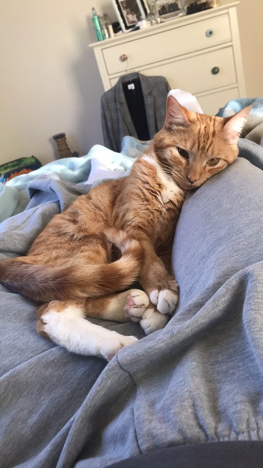 Lost cat in Auburn, AL, 36832