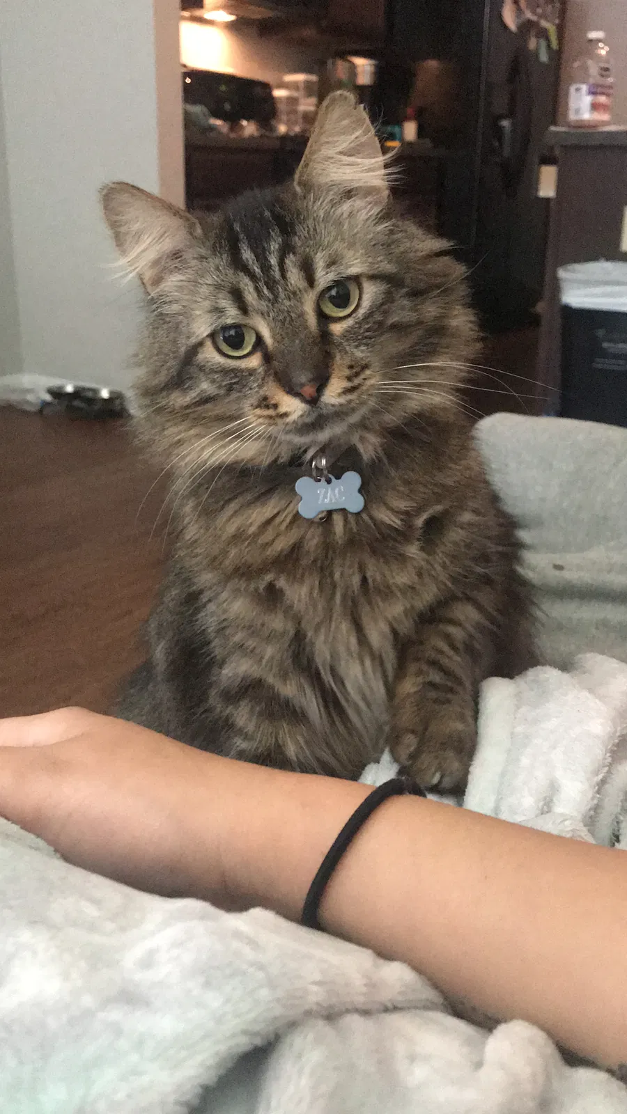 Lost cat in Humble, TX, 77396