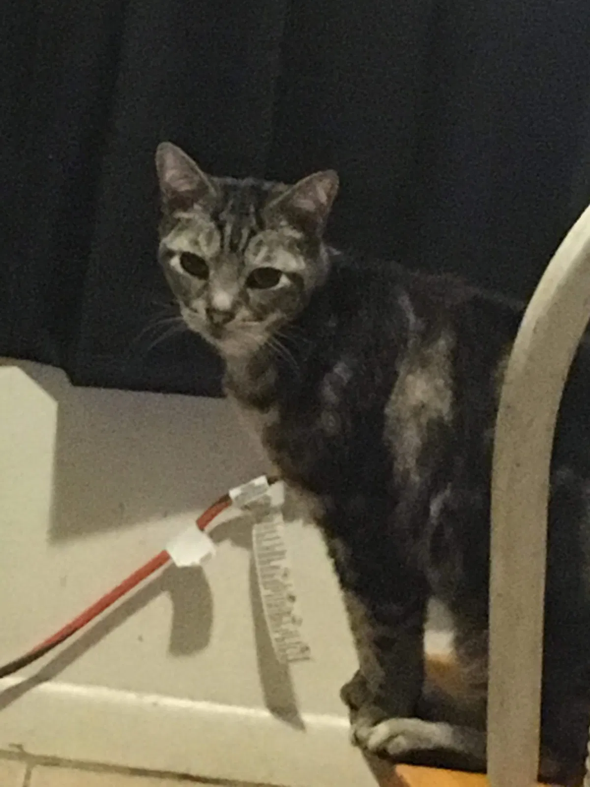 Lost cat in Orlando, FL, 32812