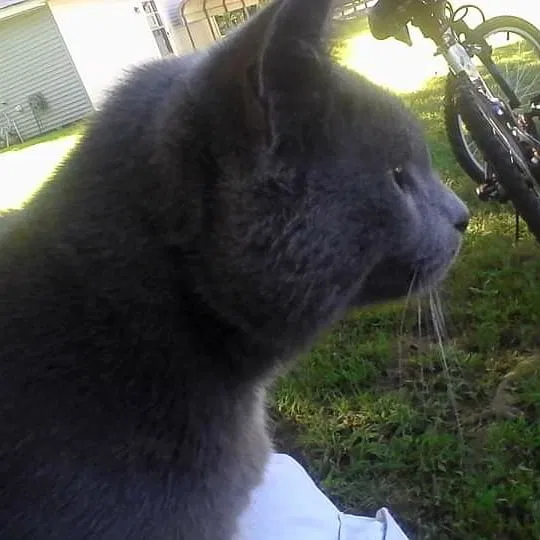 Lost cat in Shelbyville, TN, 37160