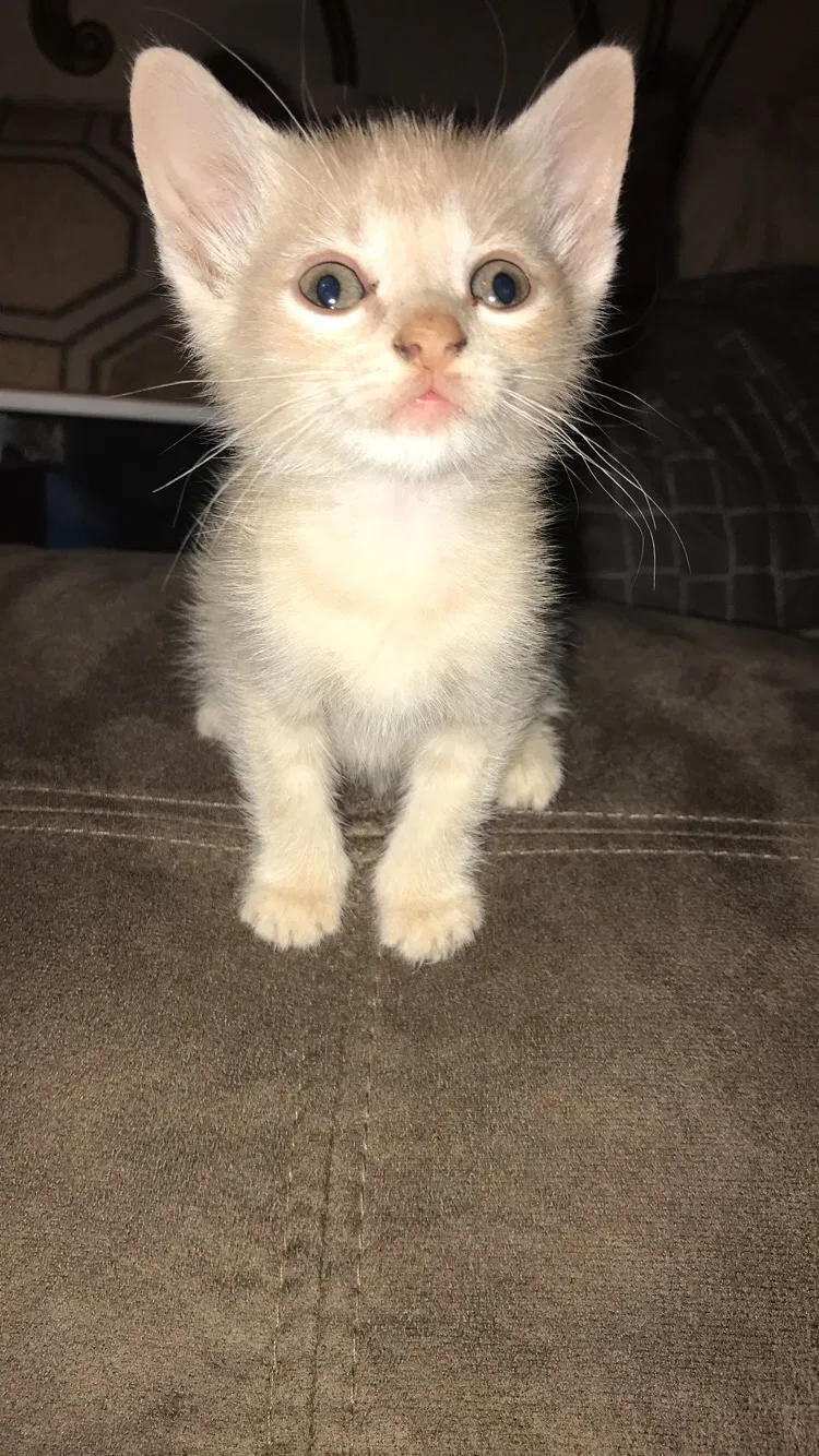Lost cat in Brooklyn, NY, 11208