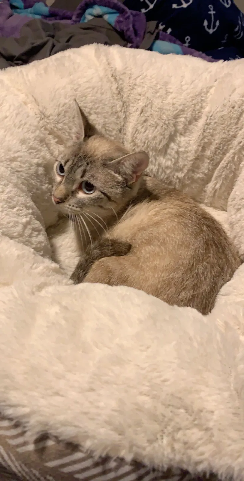 Lost cat in Lewisville, TX, 75067