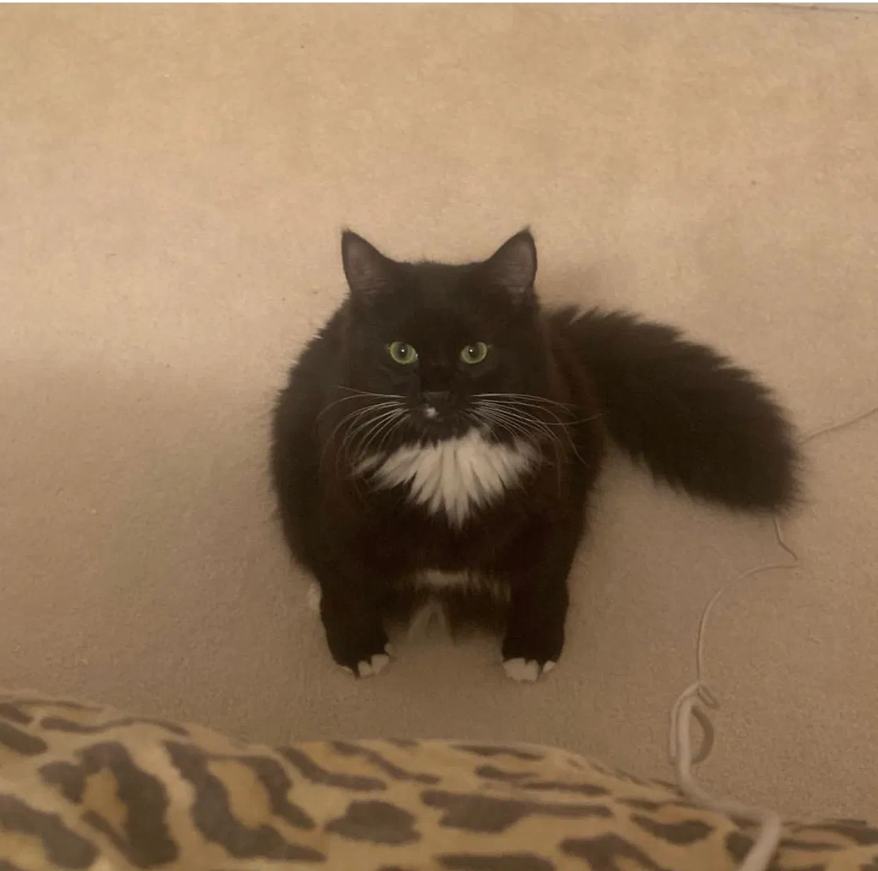 Lost cat in Washington, MI, 48094