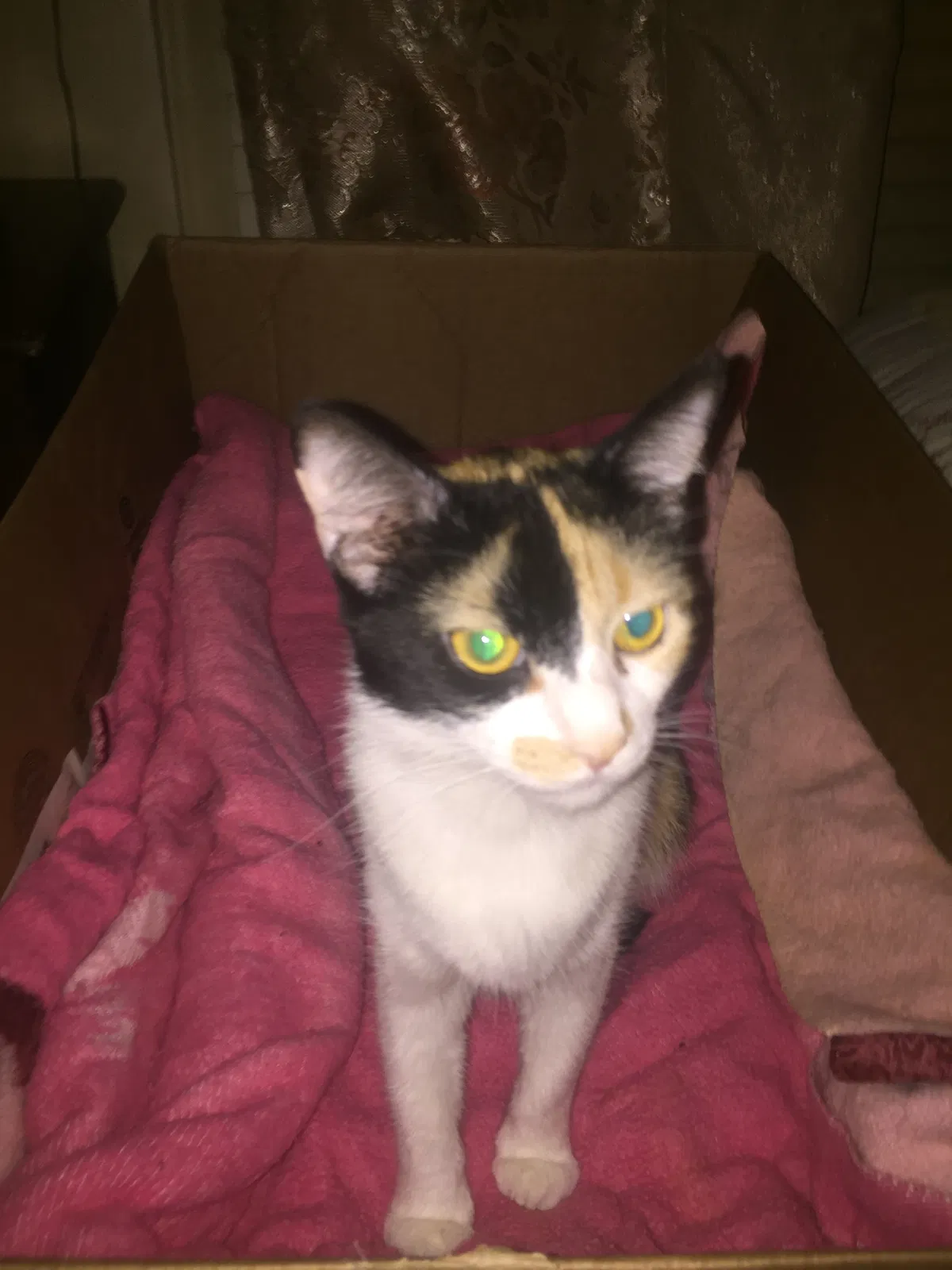 Lost cat in Maiden, NC, 28650