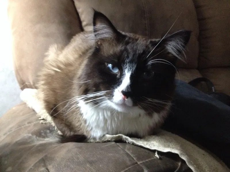 Lost cat in Missoula, MT, 59808