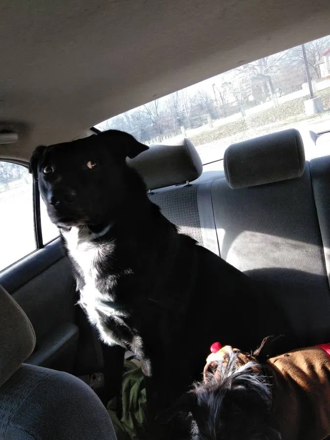 Lost dog in Clarksville, IN, 47129