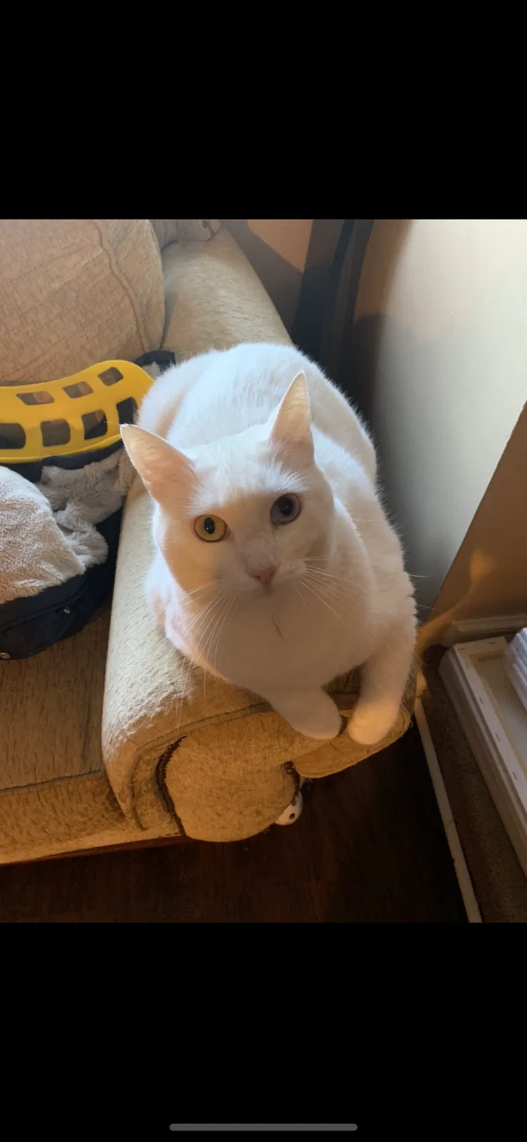 Lost cat in Allentown, PA, 18103