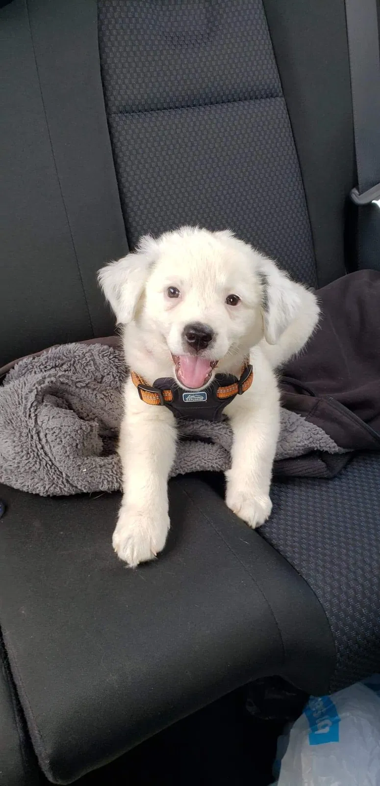 Lost dog in Lenoir, NC, 28645