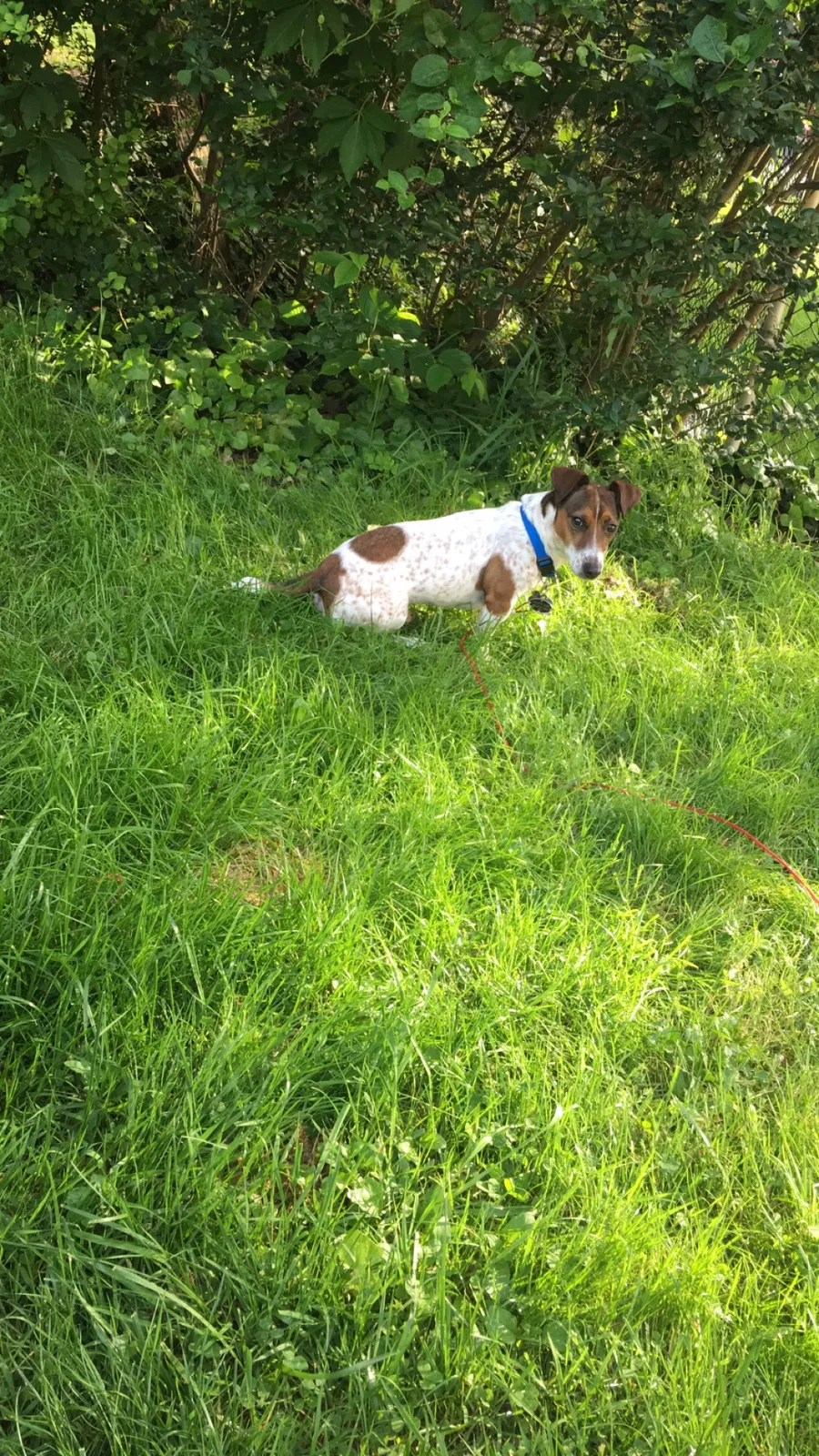 Lost dog in Parkville, MD, 21234