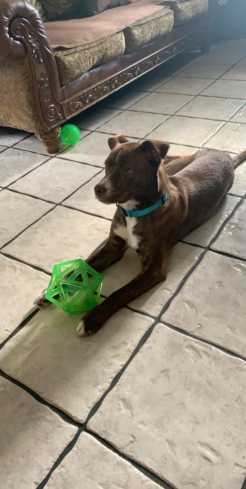 Lost dog in Tulsa, OK, 74127