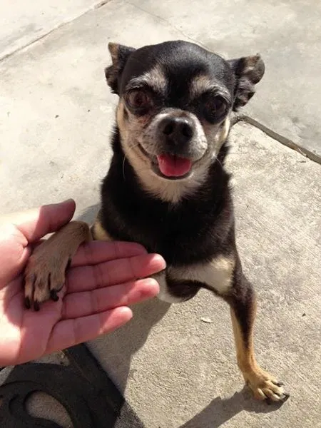 Lost dog in Gilroy, CA, 95020