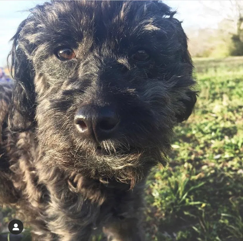 Lost dog in Harrison, TN, 37341