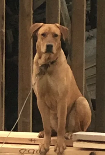 Lost dog in Kansas City, KS, 66109