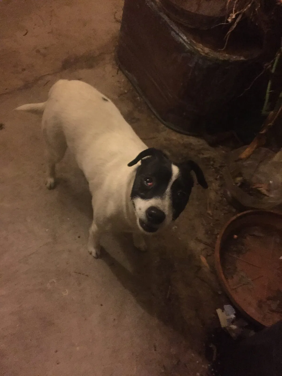 Lost dog in Tulsa, OK, 74134